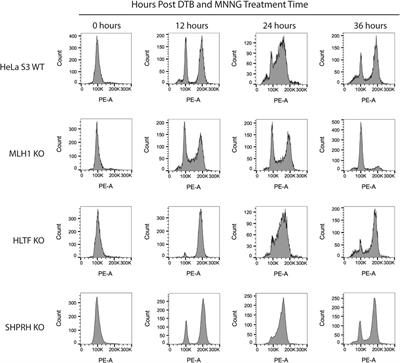 Rad5 and Its Human Homologs, HLTF and SHPRH, Are Novel Interactors of Mismatch Repair